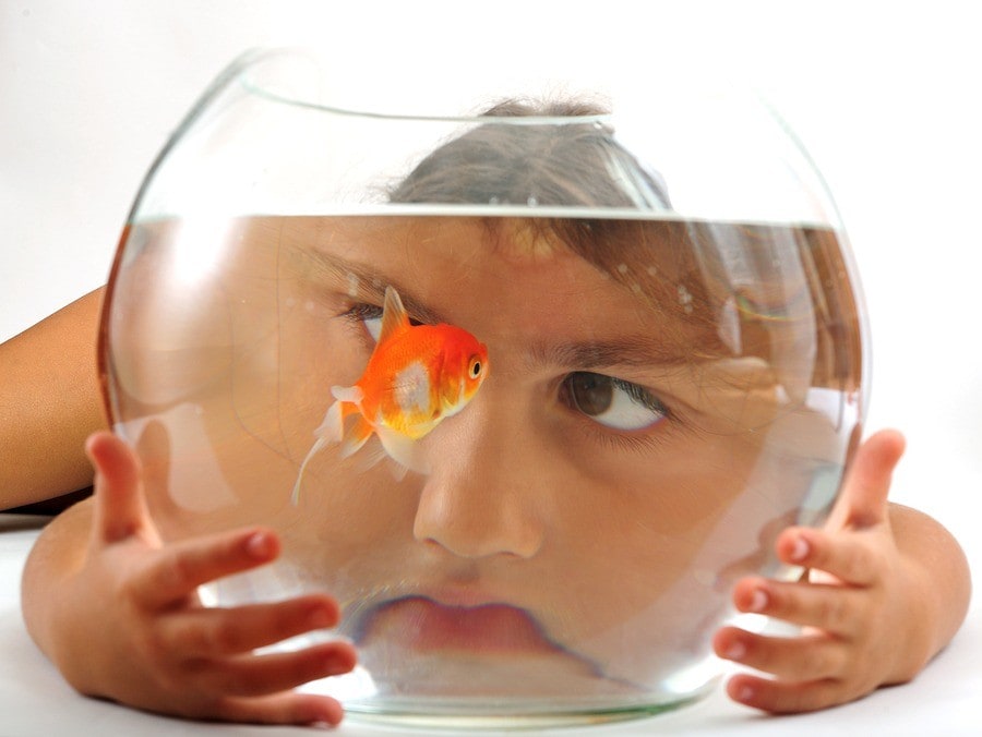 Goldfish-3806924