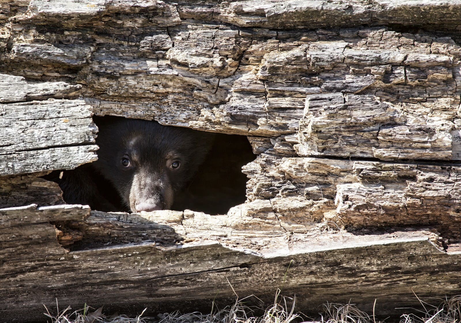 bear cub hiding in log: in team conflicts, don't poke an angry bear