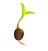 Seed